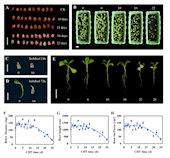 ​Frontiers in Plant Science|威尼斯98488裴瑾/闫婕团队揭示红花种子衰老过程关键节点及其生物学机制，为药用植物种子保存与更新标准的建立提供依据